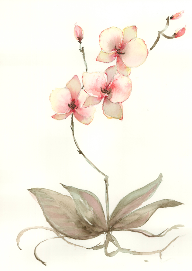 Orquídea. Original