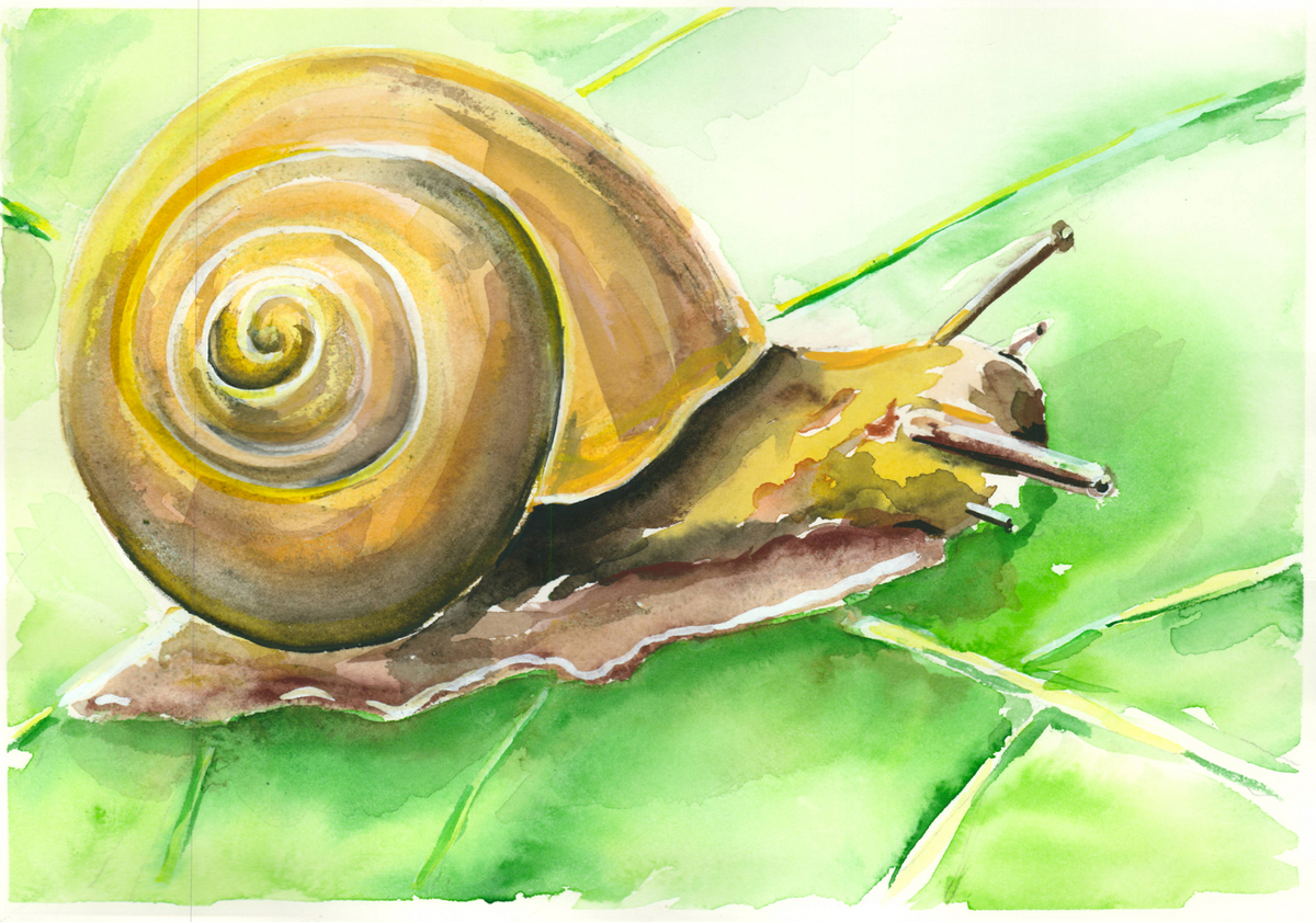 Caracol. Original.