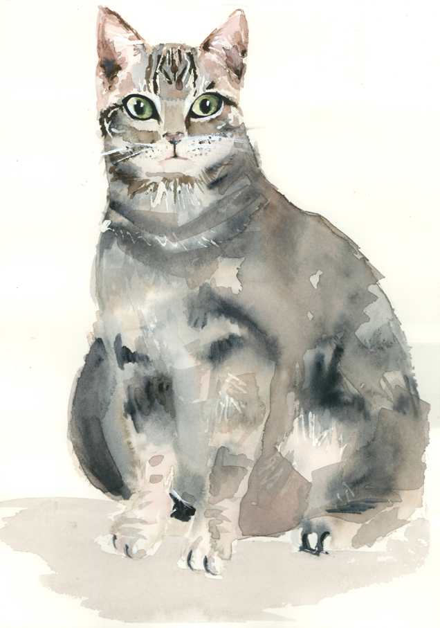Gato. Original.
