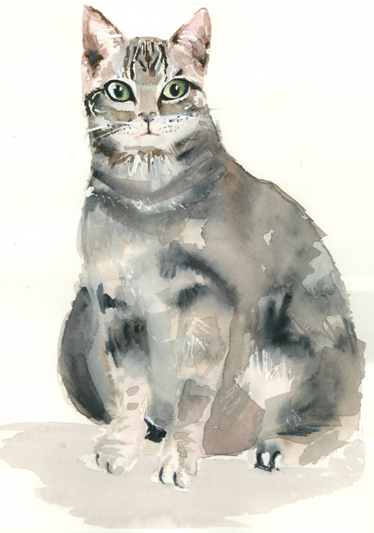 Gato. Original.